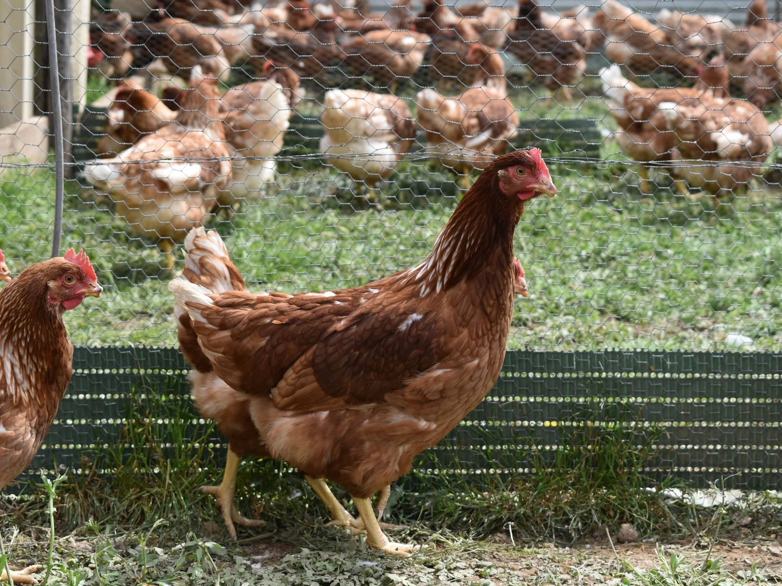 Gallines al galliner d'Aviram Antònia, a la Vall d'en Bas