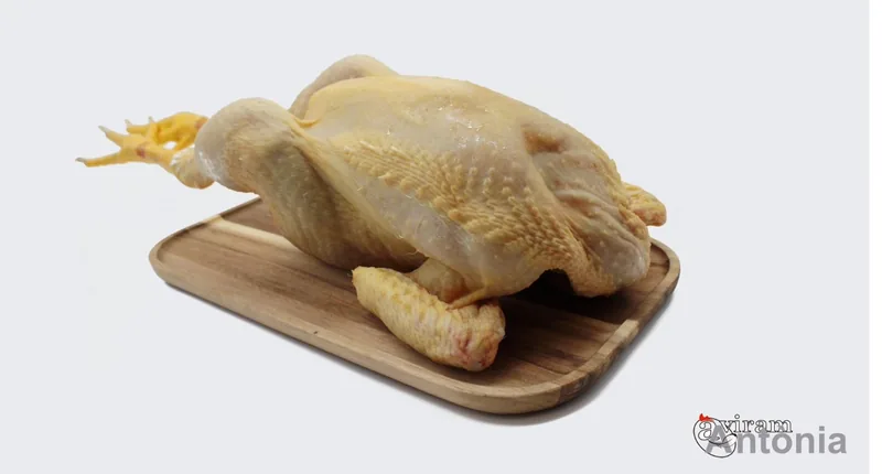 Pollastre vermell de pagès sencer